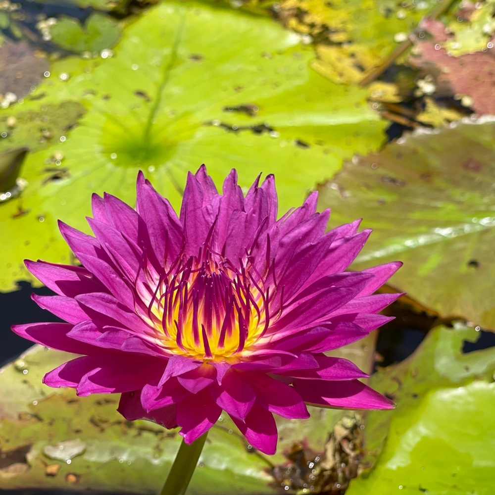 Meet your Posher, Yasmin